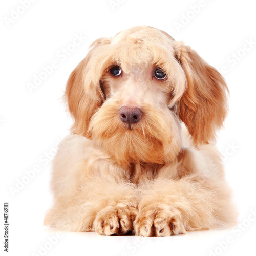 Portrait of a decorative fluffy dog