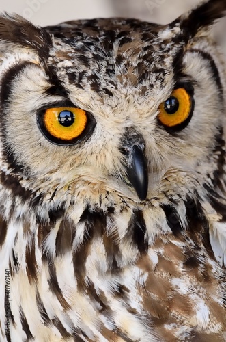 Brown and white owl © lourdesb