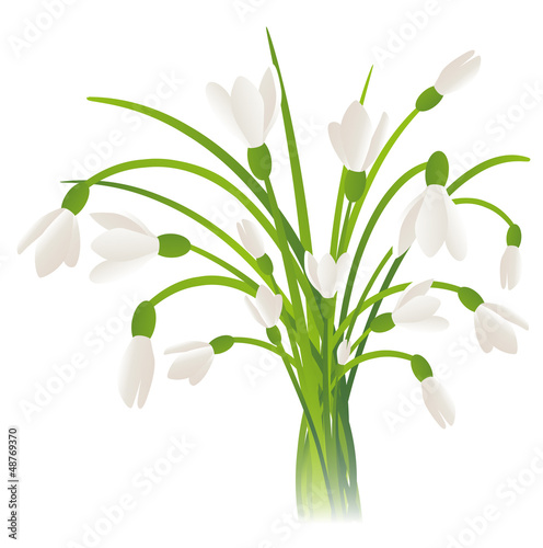Snowdrop Flowers