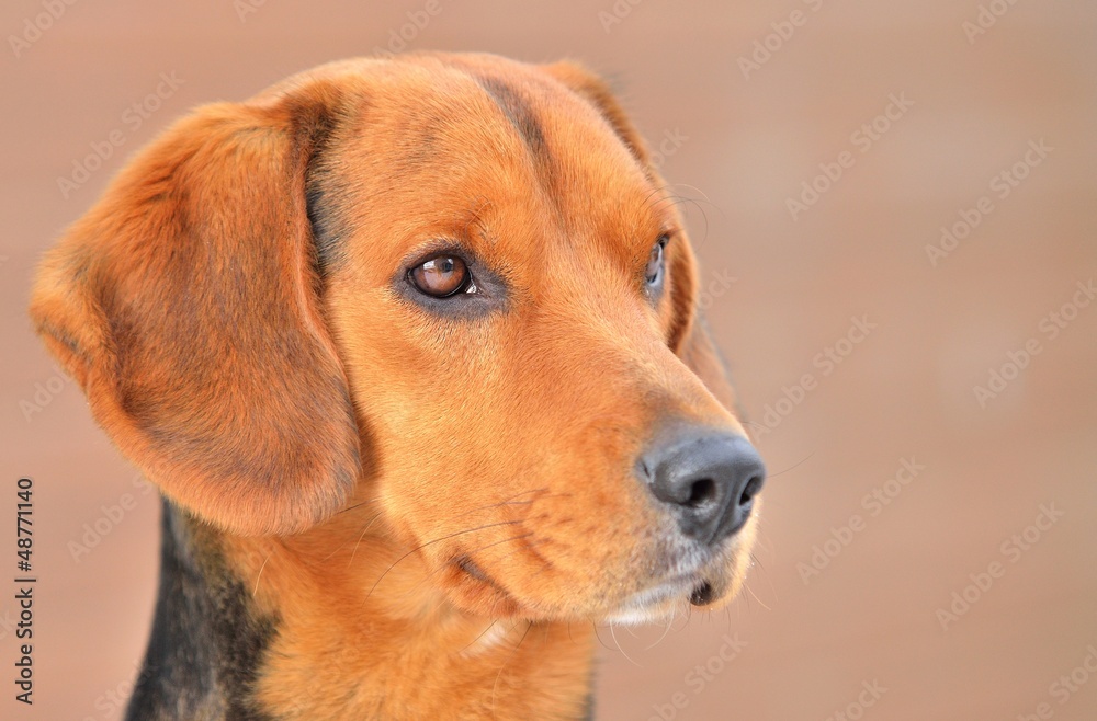 Closeup head portrait of small brown Beagle.