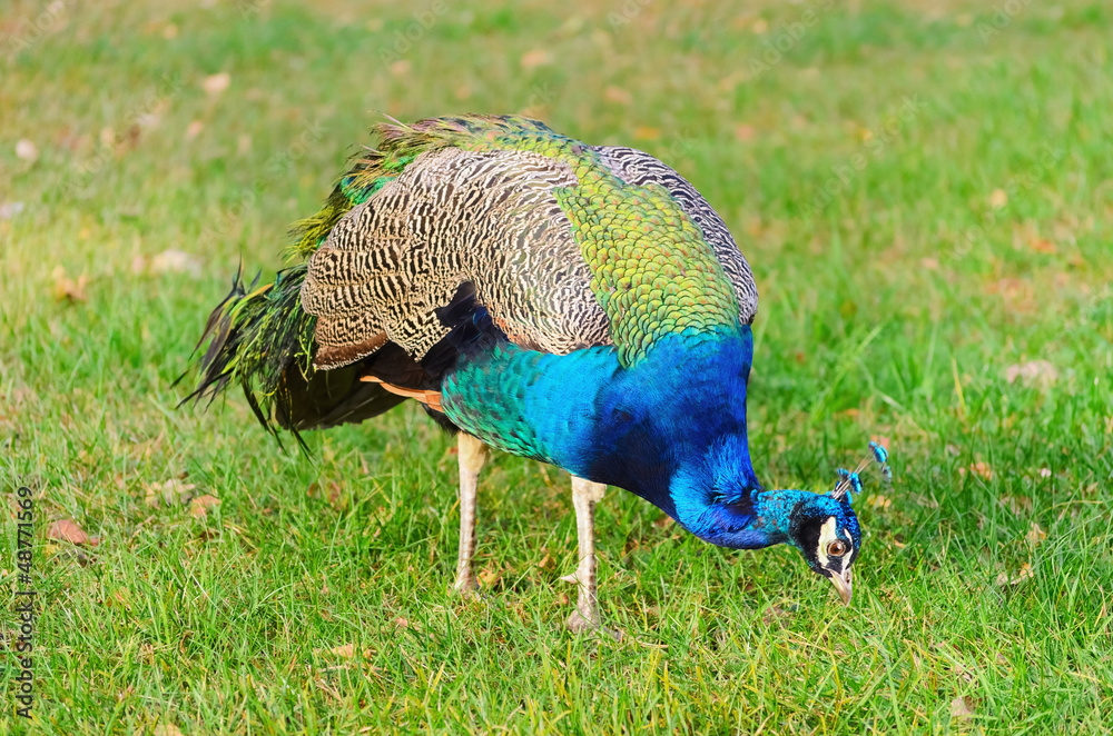 Fototapeta premium Peafowl