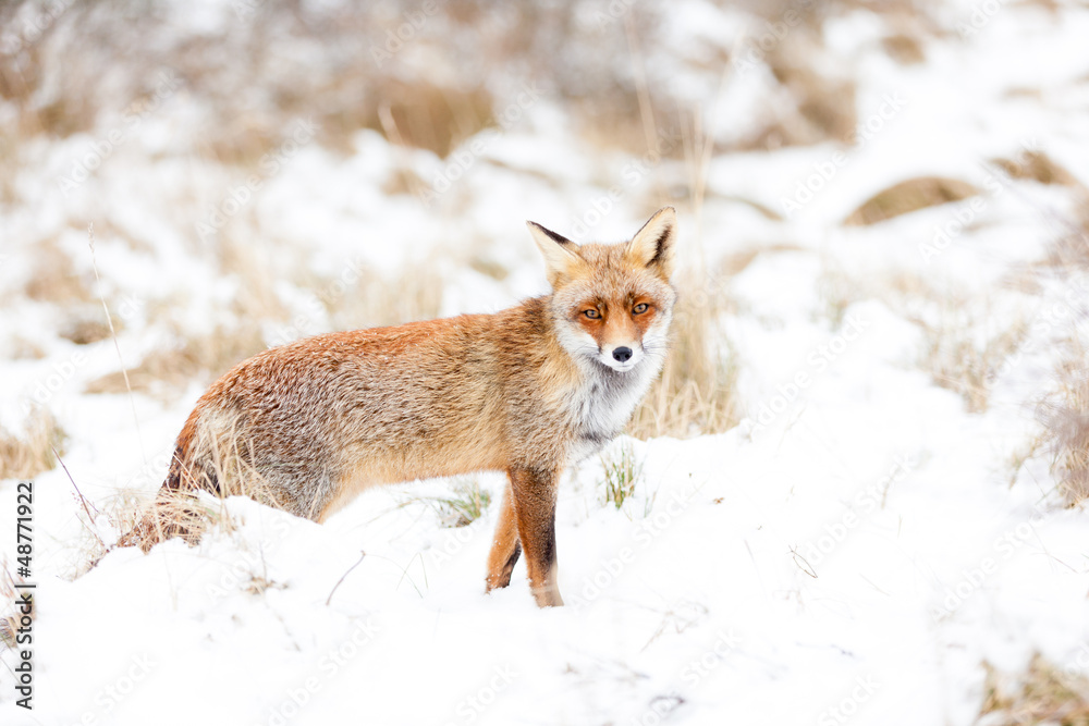 Fototapeta premium Lis w okolicy w Holandii