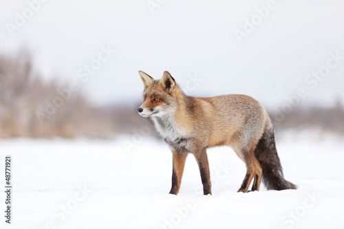 Fox in area in the Netherlands