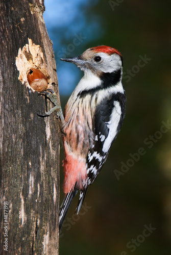 Middle spotted woodpecker feeding on a hazelnut wedged in a log #48771991
