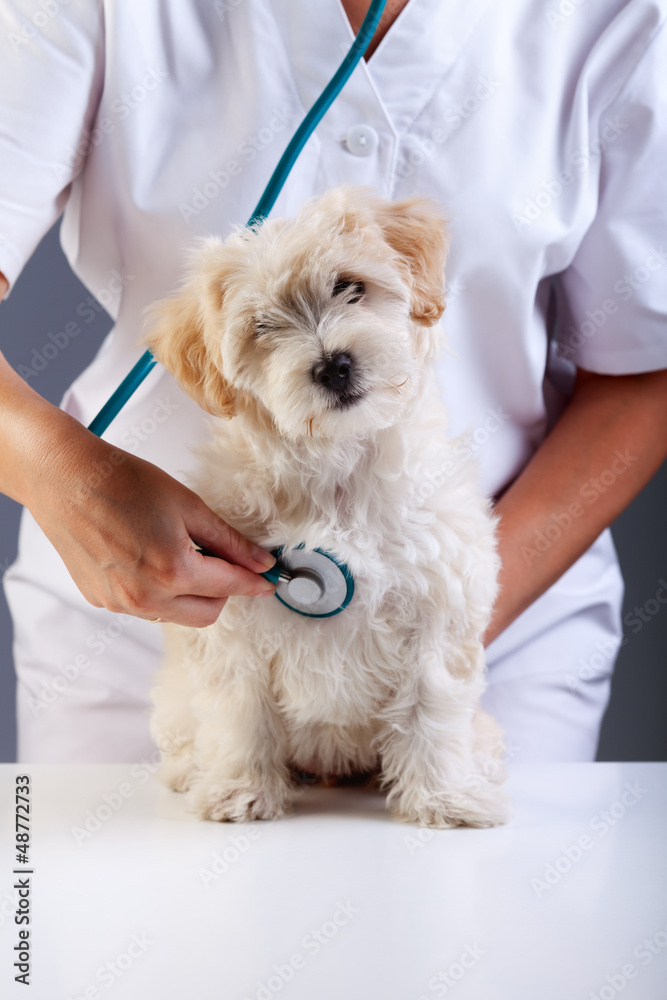Obraz premium Little fluffy dog at the veterinary checkup