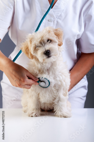 Fototapeta Naklejka Na Ścianę i Meble -  Little fluffy dog at the veterinary checkup