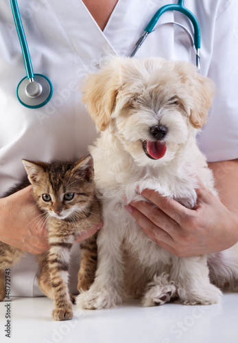 Little dog and cat at the veterinary
