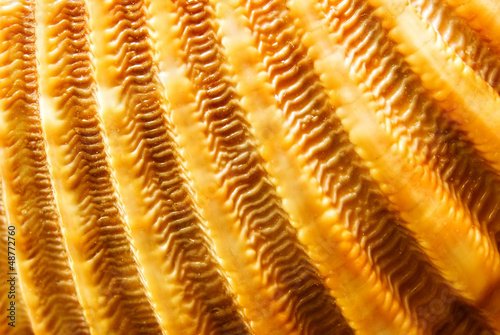 Surface of a golden cockleshell. Macro