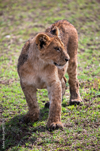 A small lion cub portrait.  Ngorongoro crater, Africa