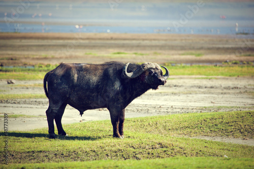 The African buffalo. Ngorongoro, Tanzania. photo