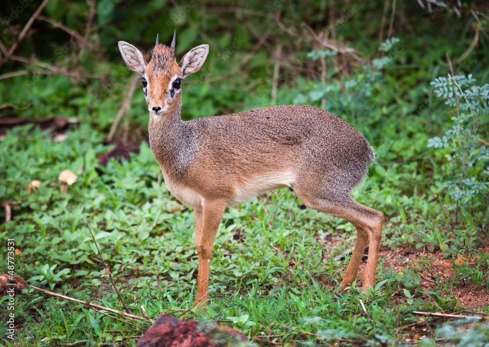 A dik-dik. Lake Manyara national park, Tanzania, Africa.