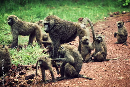 Baboon monkeys in African bush. Tanzania © Photocreo Bednarek