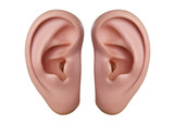 Ohren