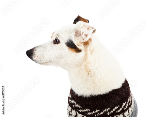 Jack russell sitting with sweater