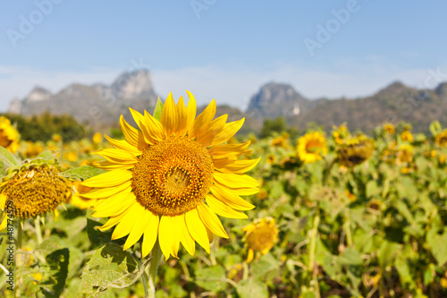 Sunflower field with mountain and blue sky
