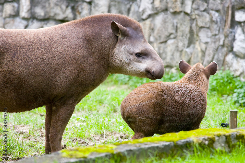 South American Tapir,Tapirus terrestris, anta South American Tapir,Tapirus terrestris, anta