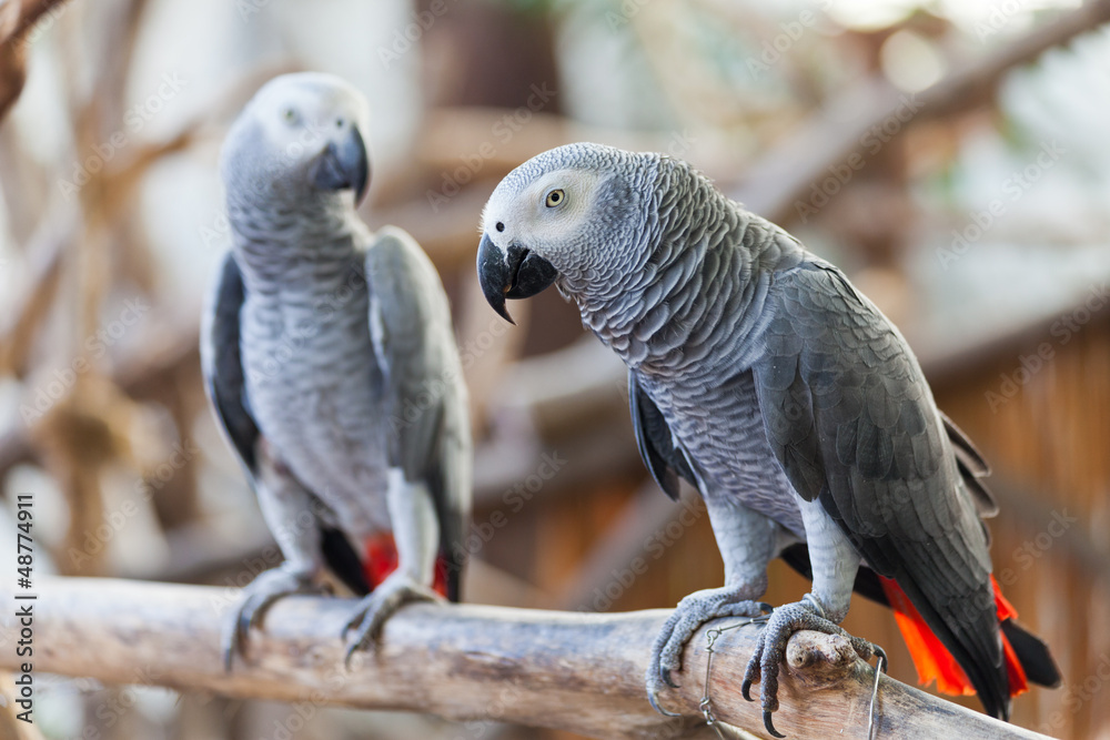 Naklejka premium Afrykańska papuga szara