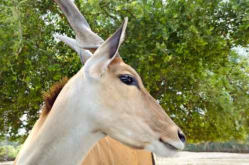 Eland antelope
