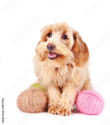 Fototapeta Naklejka Na Ścianę i Meble -  Decorative fluffy dog and wool balls