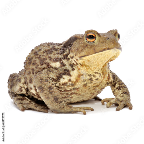 Grass Frog Close-Up Isolated on White Background