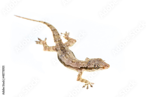 Lizard on white background