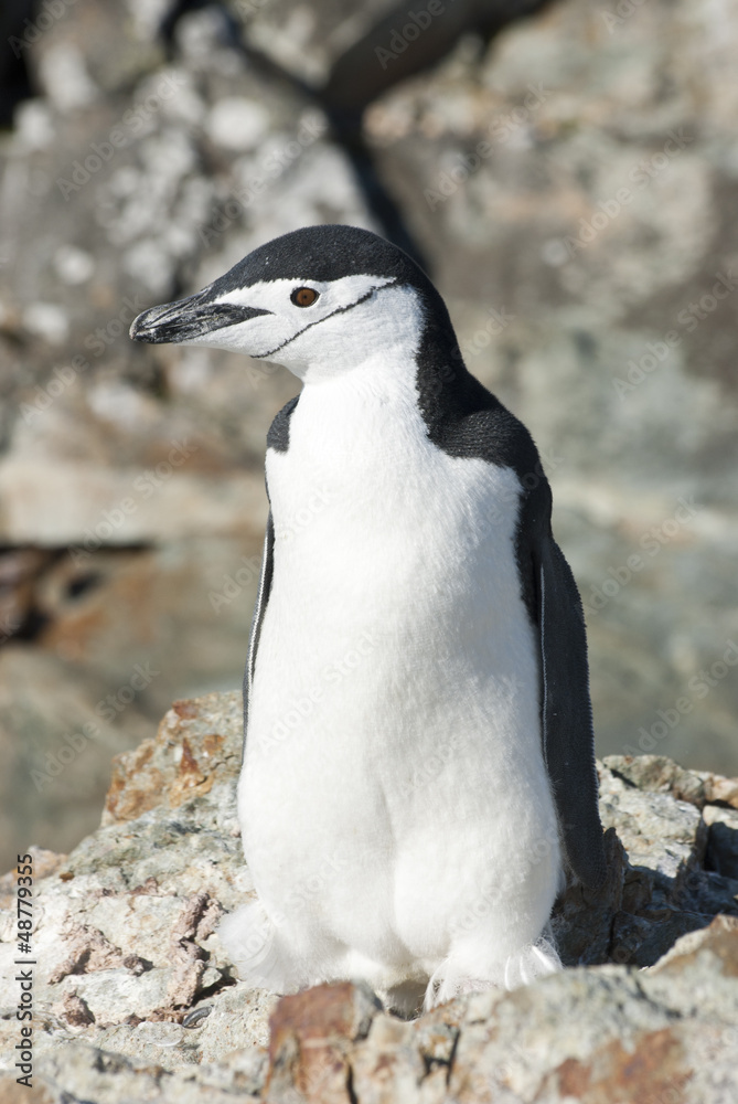 Obraz premium Antarctic penguin on the rocks of the Antarctic summer.