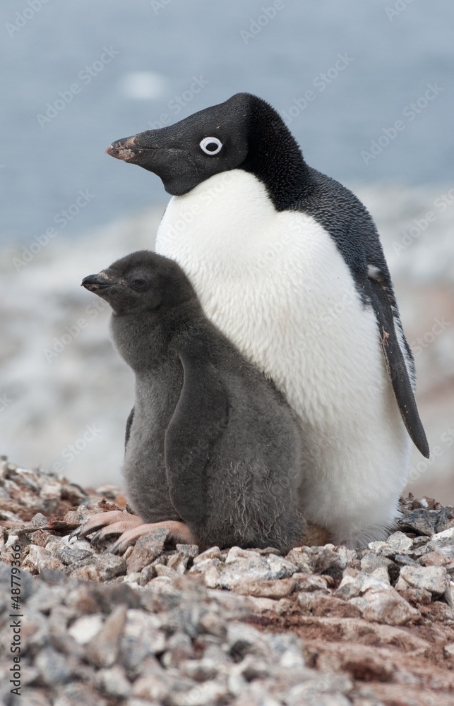 Fototapeta premium Family Adelie penguins.