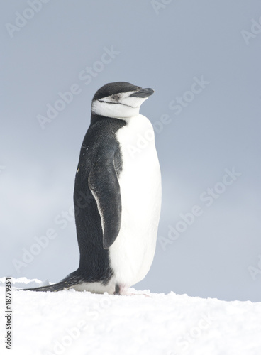 Antarctic penguin bright winter day.