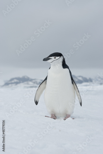 Antarctic penguin overcast day.