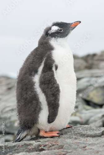 Gentoo penguin chick that is shedding.