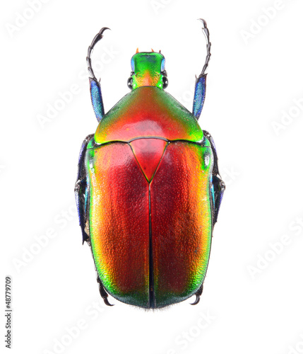 jewelry beetle, bug isolated on white background