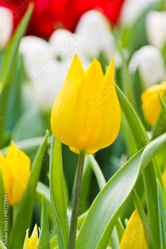 Colorful Tulips in Garden