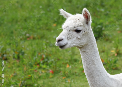 White Llama