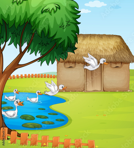 Ducks, a house and a beautiful landscape