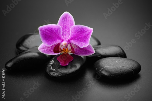 orchid