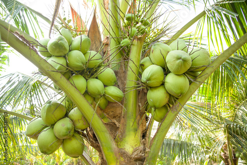 Bunch of Coconut on Coconut Tree in organic farm