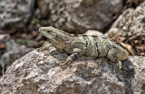Green Iguana perched on the rocks, Chichen Itza, Yucatan, Mexico