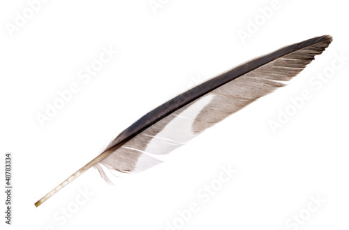 grey parrot feather isolated on white