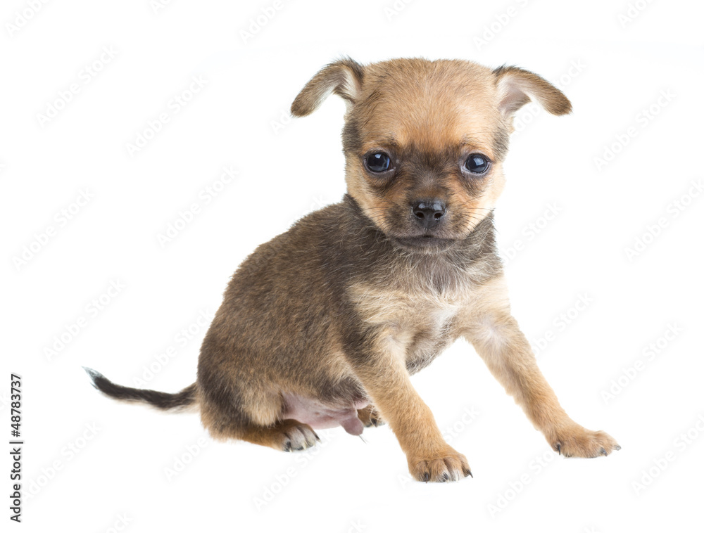 Chihuahua Chihuahua