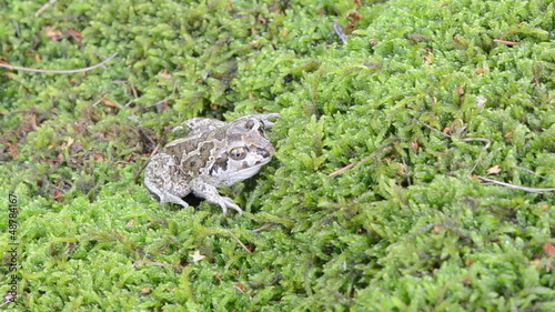 closeup garlic spadefoot toad pelobates fuscus moss photo