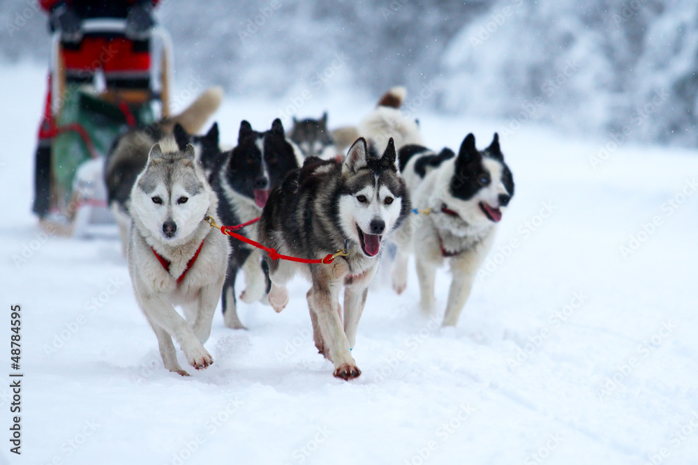 Race on dogsleds in the cold winter Race on dogsleds in the cold winter