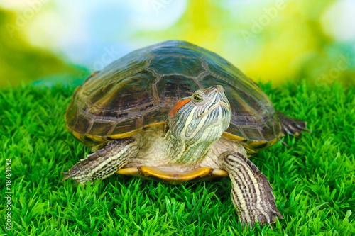 red ear turtle on grass on bright background