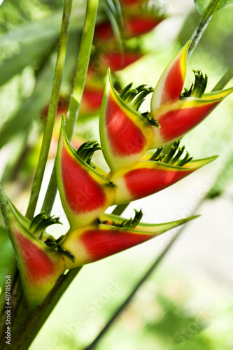 a Heliconia flower photo