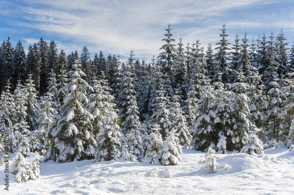 Snow covered spruce trees in Winter