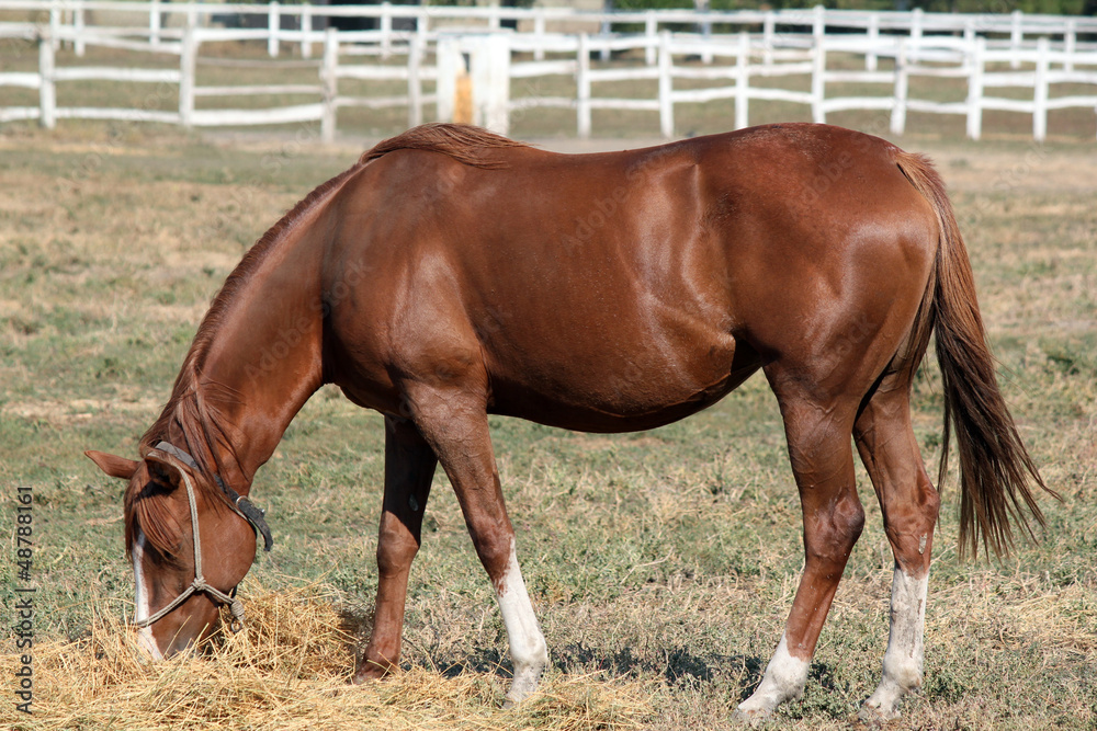 Fototapeta premium brown horse eat ranch scene