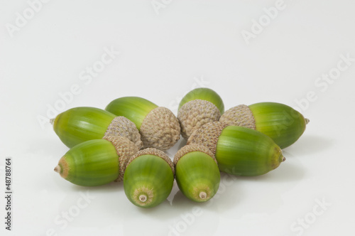 eight green acorns on white backgrounds - DSC0362