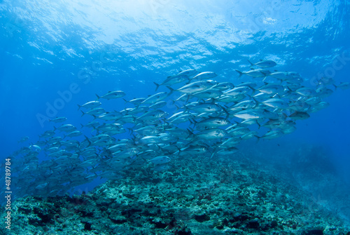青い海とギンガメアジの群れ © blueworldsender
