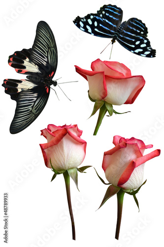 Roses flowers it is isolated butterfly pachliopta aristolochiae photo