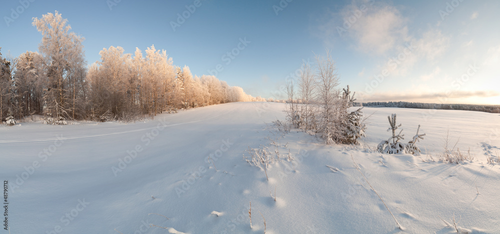 Trees on the brink of a winter snow-covered field Trees on the brink of a winter snow-covered field