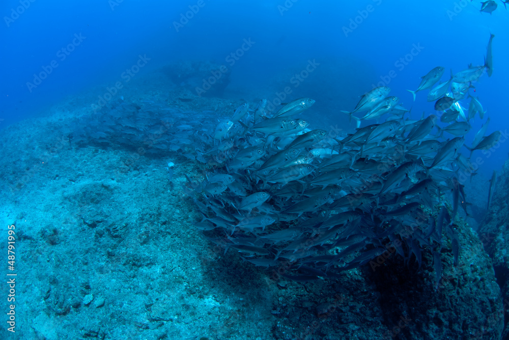 Fototapeta premium ギンガメアジの群れ